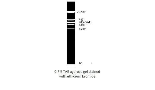 lambda dna ecori marker d 1060 ready