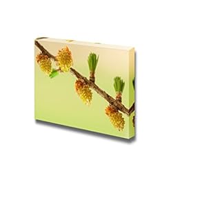 Canvas Prints Wall Art - Larch Flower | Modern Wall Decor/Home Decoration Stretched Gallery Canvas Wrap Giclee Print. Ready to Hang - 12" x 18"