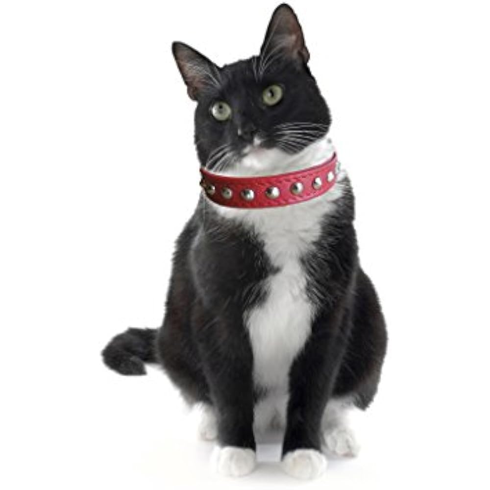 studded cat collar