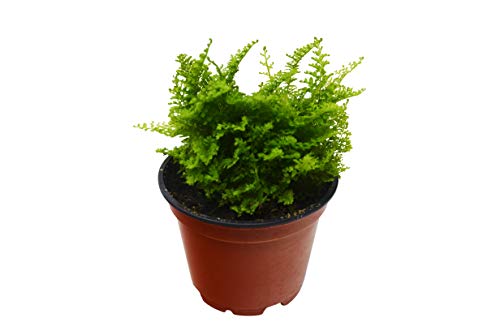 Cotton Candy Fern / 4" Pot/Live Plant/House Plant/Free Care Guide