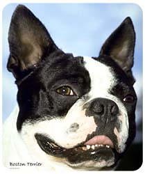 Boston Terrier Mousepad