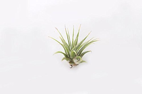 5-Pack of Air Plants - Includes 5 Tillandsia Ionantha Air Plants - Easy Care - Great in Terrariums - Air Filtering - Vibrant Fun Unique Decor or Gift