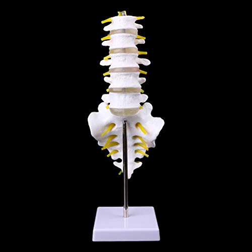 Abicial Anatomical Lumbar Vertebrae Model Caudal Vertebra Anatomy Medical Teaching Tool