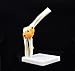 Human Elbow Joint Model, Flexible, Anatomically Accurate Elbow Skeleton Model Life Size Human Skeleton Anatomy for Science Classroom Study Display Teaching Medical Model