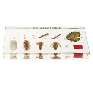 Homyl Esemplare di Animali Realistici Fermacarte di Giocattoli per La Crescita delle Piante per L'insegnamento della…