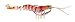 Savage Gear TPE 3D Shrimp Sinking Fishing Lure, 4-Inch/3/11-Ounce, Red