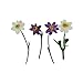 Real Dried Pressed Flowers,Assorted Colorful Natural Dried Flowers for Art Craft DIY Resin