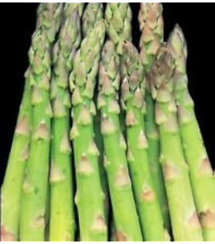 Amazon.com : Jersey Giant Live Asparagus Bare Root Plants