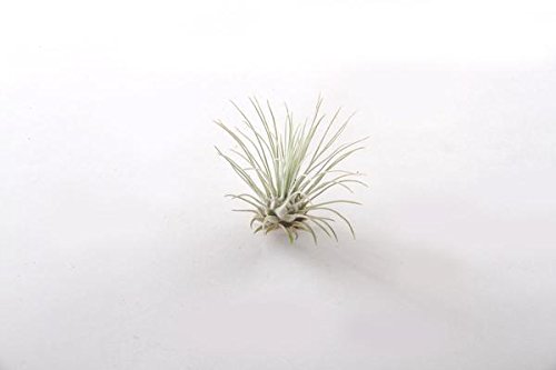 10-Pack of Air Plants - Includes 10 Tillandsia Fuchsii Air Plants - Easy Care - Great in Terrariums - Air Filtering - Vibrant Fun Unique Decor or Gift