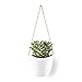 Modern Ceramic Hanging Planters, Succulent Plant Pots, Set of 3