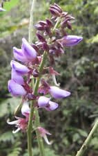 Pueraria tuberosa | Indian and Nepalese kudzu | 20_Seeds