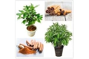 MITRAEE 10 Cinnamon Treen Seeds Green.