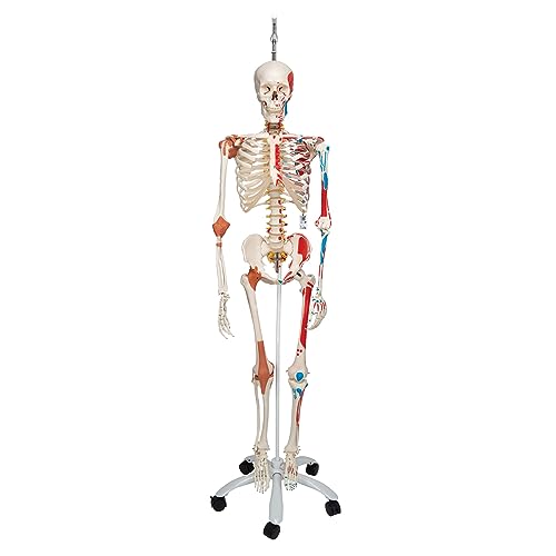 3B Scientific Human Anatomy Skeleton Model Sam - with Muscles and Ligaments, On Hanging Stand A13/1 + free Anatomy App - 3B Smart Anatomy