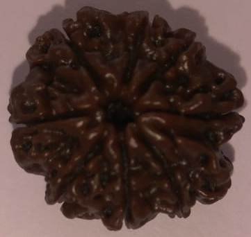 100% Original & Natural and Pure 8 Mukhi/Faced Nepali Rudraksha | 8 Face Rudraksha | Original 8 Face and Eight Mukhi Rudraksha