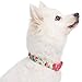 Blueberry Pet 11 Patterns Spring Scent Inspired Floral Rose Print Turquoise Adjustable Dog Collar, Medium, Neck 14.5″-20″thumb 4