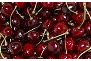 4 lbs Washington Dark Red Sweet Cherries