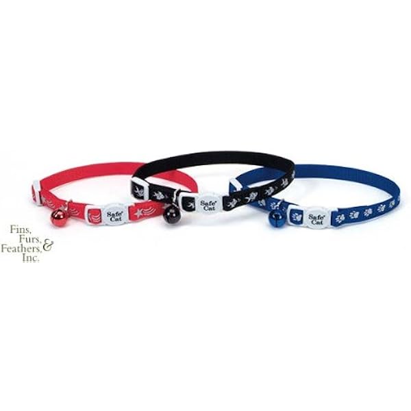 collar that says kitten