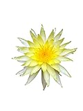 5 Seeds Dwarf Lotus Flower Mixed Colors Aquatic Plant