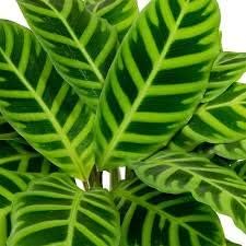 MAYAGREEN Calathea Bonsai Foliage Plant Bonsai Four Seasons Planting Pot Variety Complete The Budding Rate 95% Easy to Grow 100 pcs 6(Seeds Only)