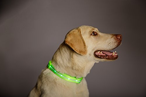 Blazin' Safety LED Dog Collar - USB Rechargeable with Water Resistant Flashing Light, Medium, Green