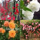4 Kinds China Climbing Rose Seeds, 1 Kind 100 Pcs, Total 400 Pcs, White Orange Red Pink Climbing Rose Seeds