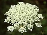 Queen Annes Lace 50 Seeds