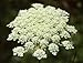 The Dirty Gardener Ammi Majus Queen Anne's Lace Wildflowers - 1 Ounce