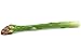 Asparagus, Large Artificial Vegetable Fake Food, Box of 12