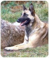 Belgian Malinois Mousepad