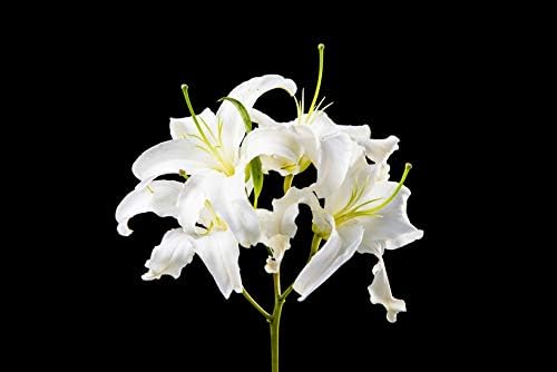 2 White Lily Bulbs- Stargazer Lily Bulbs Top Grade Perennial Bulbs- Oriental Lily - Fall Planting