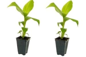 DAYLILY NURSERY 2 Musa Basjoo Banana Tree/Hardy Banana Tree in 4 Inch Pots (2 Four Inch Pots with a Banana Starter Plant in Each Pot) Please be mindful of temps when ordering. Do not order in Extreme hot or cold