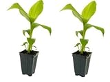 2 Musa Basjoo Banana Tree/ Hardy Banana Tree in 4 Inch Pots (2 Four Inch Pots with a Banana Starter Plant in Each Pot)