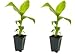 2 Musa Basjoo Banana Tree/ Hardy Banana Tree in 4 Inch Pots (2 Four Inch Pots with a Banana Starter Plant in Each Pot) primary