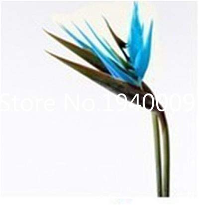 AGROBITS Saat: Verkauf! 100 StÃ¼ck Seltene Zimmerpflanzen Strelitzia Reginae flores Hybrid-Paradies plantas Plant Bonsai-Anla