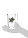 Tervis Tumbler, 16-Ounce, Sea Turtle, Clear -