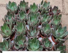 CAPPL Painted Echeveria (Nodulosa) Live Succulent Plants with Plastic Pot (Qty 20)