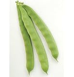 David's Garden Seeds Bean Pole Garden of Eden D2376.A (Green) 50 Organic Heirloom Seeds