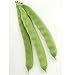 Bean Pole Garden of Eden D2376.A (Green) 50 Organic Heirloom Seeds by David's Garden Seeds