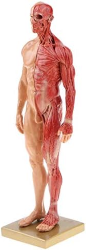 解剖モデル4dデス人間の筋肉 筋肉系の解剖学モデルモデルや教材に女性 男性を学ぶなど Mannlich B085nvwr3j 3 144円 人気海外一番 100 品質保証 全品送料無料 即日出荷 Sale開催中