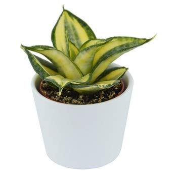 Shehri Kisaan Live Succulent Plant Combo Sansevieria Trifasciata Golden Hahnii Amazon In Garden Outdoors