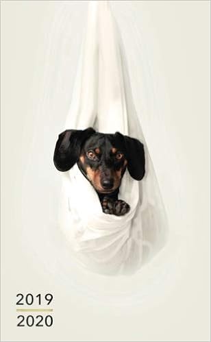 pocket dachshund