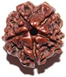 Vastu Design Five Mukhi From Nepal 15-18 Mm Brown