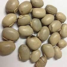 Velvet Bean, Mucuna pruriens, Fabaceae, Organic, 10 Seeds per Pack, GMO Free, Heirloom
