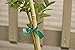 Gardener's Blue Ribbon T006B Sturdy Stretch Tie