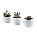 T4U Inch Ceramic White Collection NO.31 Succulent Plant Pot/Cactus Plant Pot Flower Pot/Container/Planter Package 1 Pack of 3