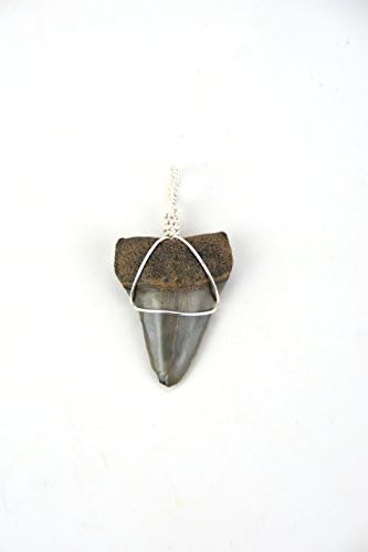 Mako Shark Tooth Pendant Necklace