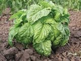 Basil Mammoth Ocimum basilicum 2,000 seeds