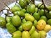 Fresh June Plum Ambarella Jobo Fruit Spondias Dulcis (3lb)