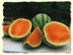 Orange Crisp F1 Watermelon Seeds 10 Seed Pack by OrganicSeedSupply