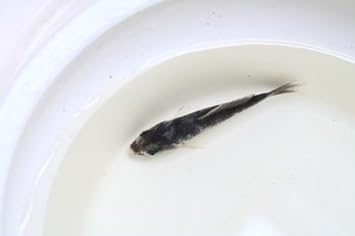 Amazon 高級錦鯉 白写り 10センチ O 金魚 錦鯉 熱帯魚 生体 Pez 観賞魚 水中生物 通販